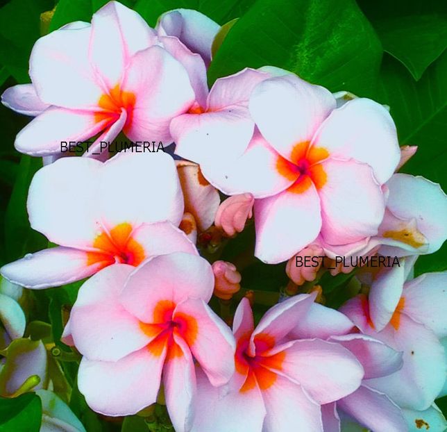 fragrant berry - PLUMERIA asa vor arata