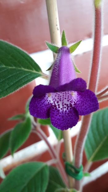 NSN1 - Ohio Never say never