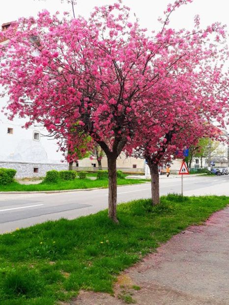 20180416_165120-EFFECTS - Flowers 2018