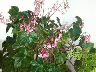 IMG-20180516-WA0005 - Flowers 2018