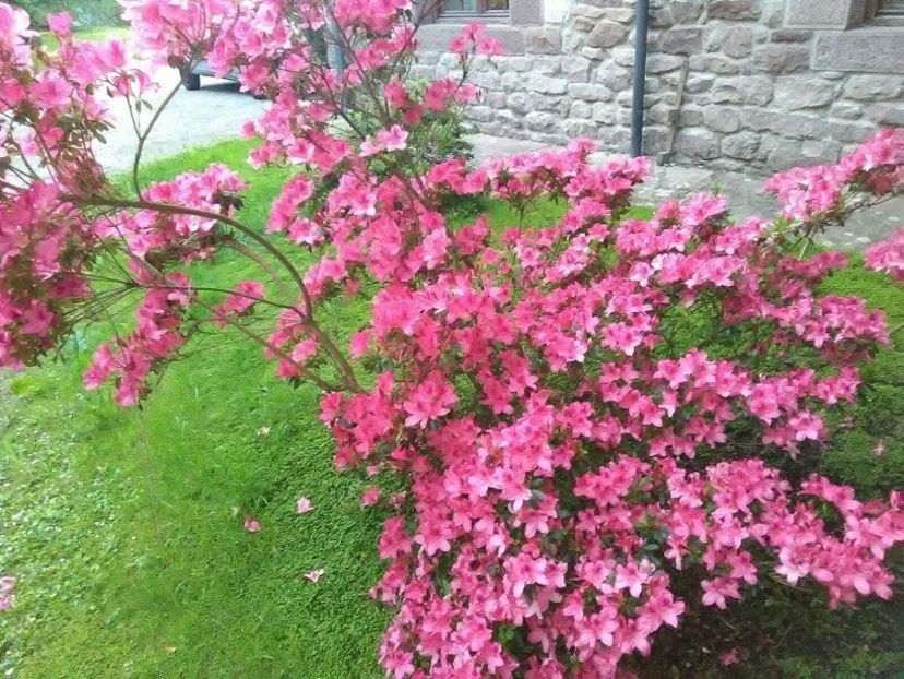 IMG-20180516-WA0007 - Flowers 2018