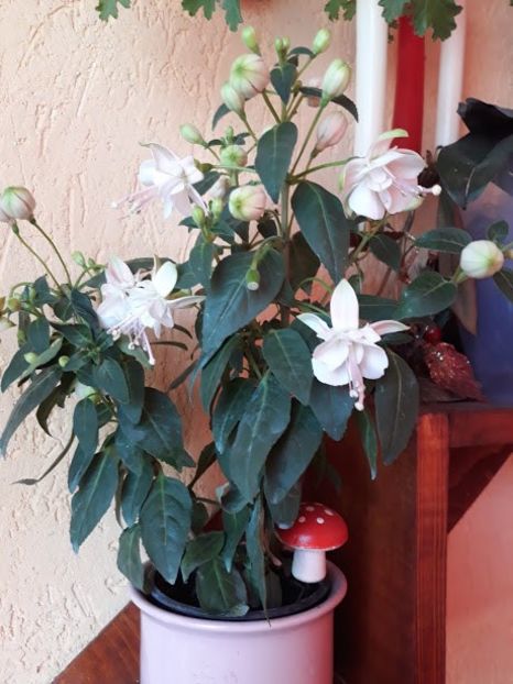  - Flowers 2018