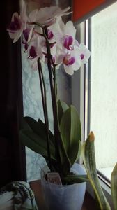  - Flowers 2018