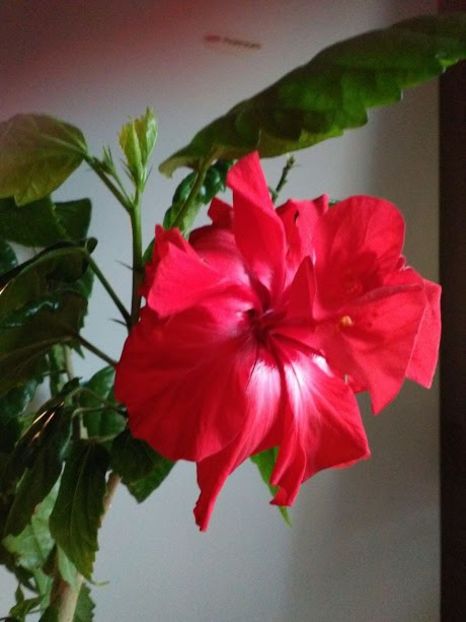 IMG-20180407-WA0000 - Flowers 2018