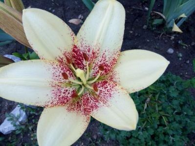  - A FLORI DIN GRADINA MEA