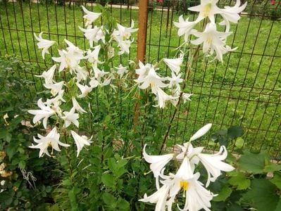  - A FLORI DIN GRADINA MEA