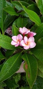 plumeria rhapsody - VANDUTE