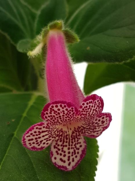 thumbnail (11) Yf,s Leah - KOHLERIILE MELE 2018