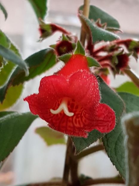 thumbnail (7) Kerstin - KOHLERIILE MELE 2018