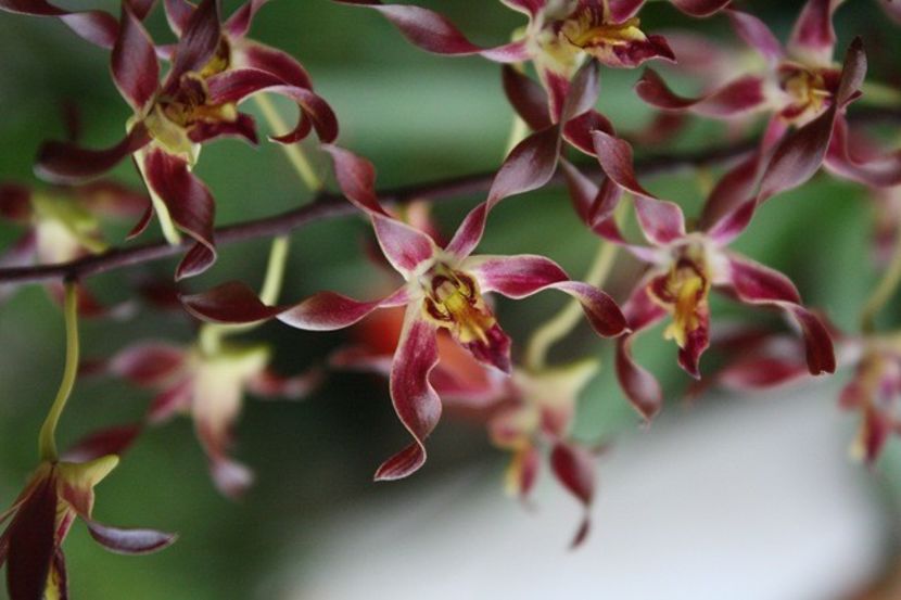 den antelope type red - VANDUTE