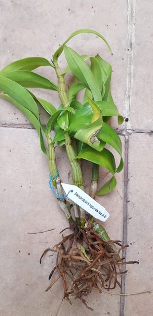 den dawn maree x den frosty dawn orange clone - VANDUTE