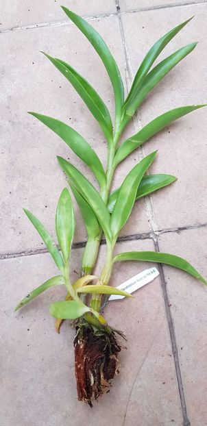 den statiotesa x antennatum pink lip - VANDUTE