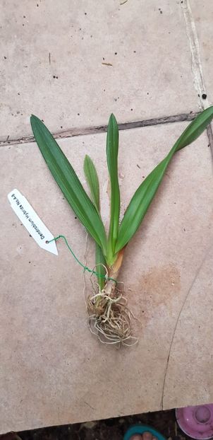 ionopsis utriculata - VANDUTE