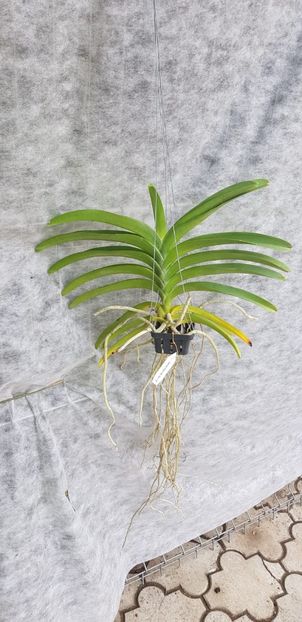 v kultana gold x kriangkrai yellow - VANDUTE