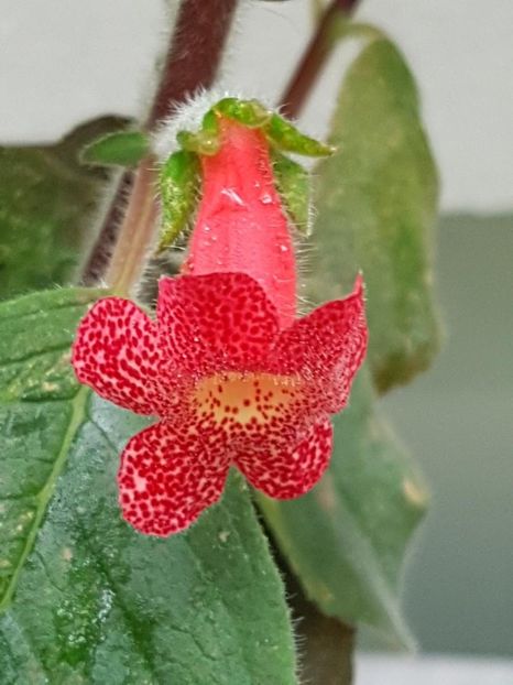 thumbnail (1) Berry Valley - KOHLERIILE MELE 2018