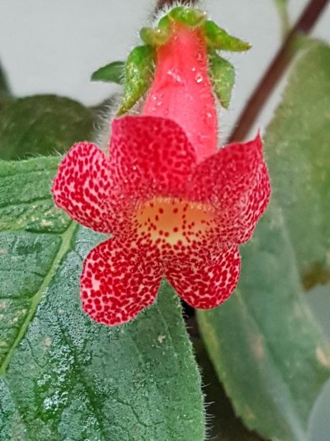 thumbnail (2) Berry Valley - KOHLERIILE MELE 2018