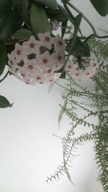 Deja a 2-a  înflorire! - Hoya