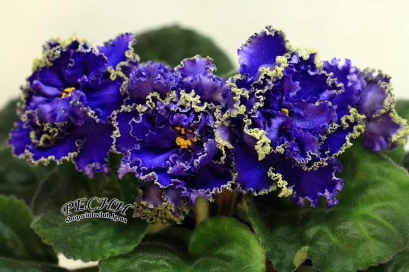  - RS Puchina Morskaya