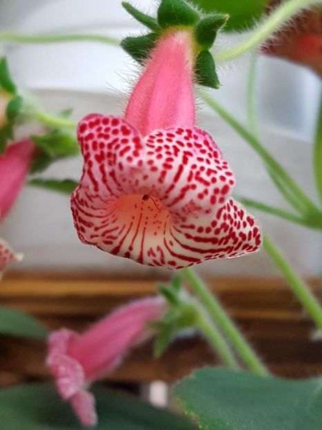 thumbnail (8) Hanna Roberts - KOHLERIILE MELE 2018