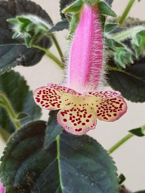 thumbnail (36) Jardin de Monet - KOHLERIILE MELE 2018