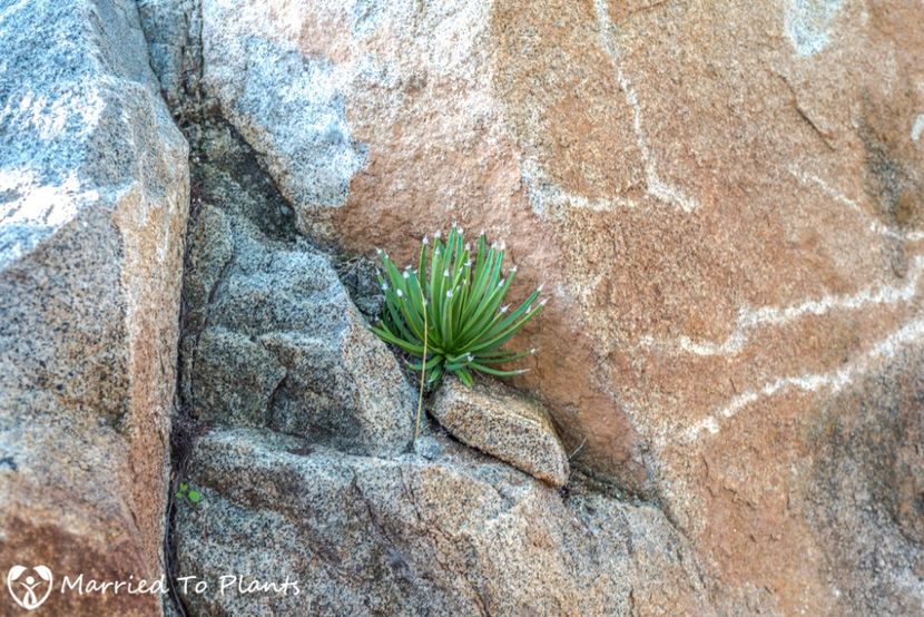 Agave albopilosa in natura - achizitionata - Whish list pentru viata urmatoare1