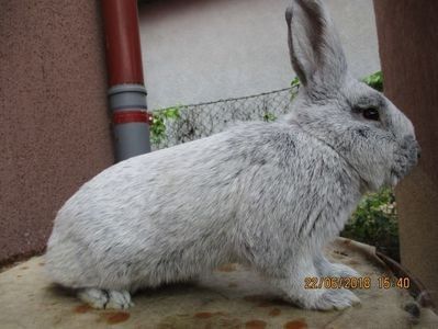 mascul !!! - X ARHIVA IEPURI CE AM AVUT