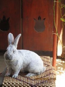 RO12-1813 - X ARHIVA IEPURI CE AM AVUT