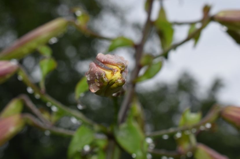  - Crini asiatici si orientali 2018
