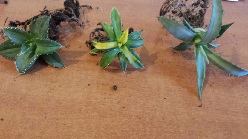 Titanota Motled , Reginae Mediopicta Super Yellow, Deserti Simplex Variegated 350 euro în Thailanda - Vandute