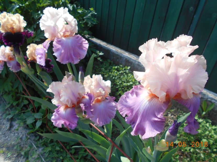 Sweet Musette - 3Irisi 2018