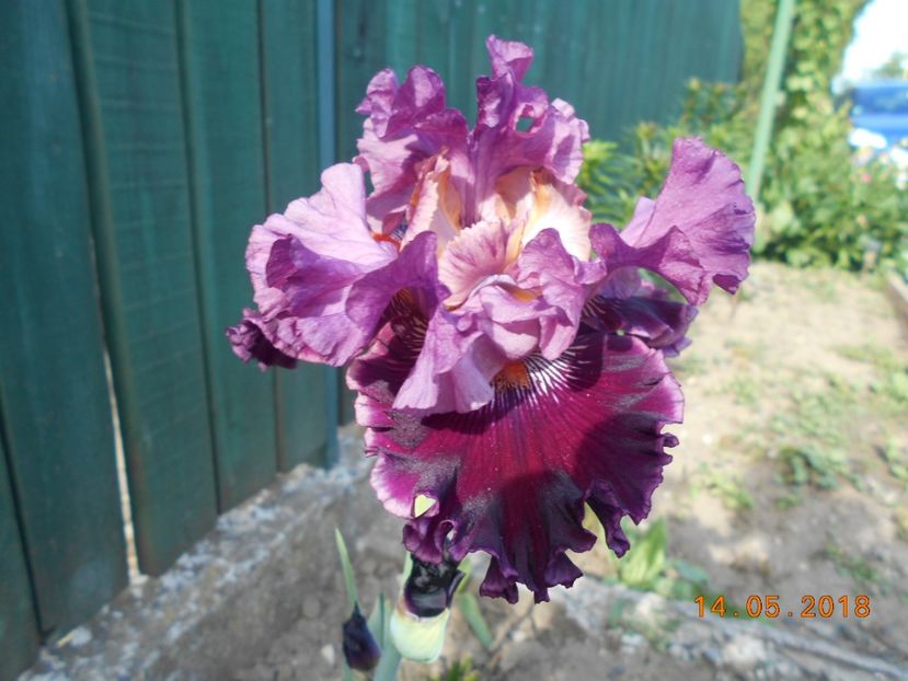 Fashion Diva - 3Irisi 2018