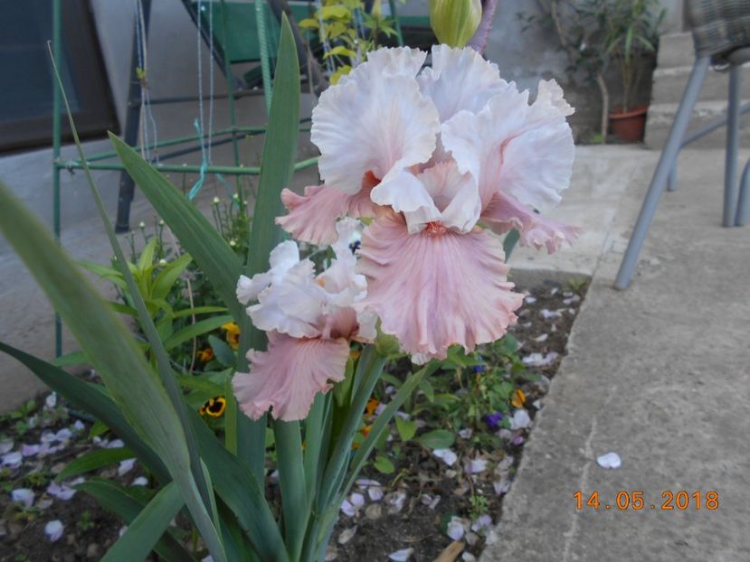 I'm Dreaming - 3Irisi 2018