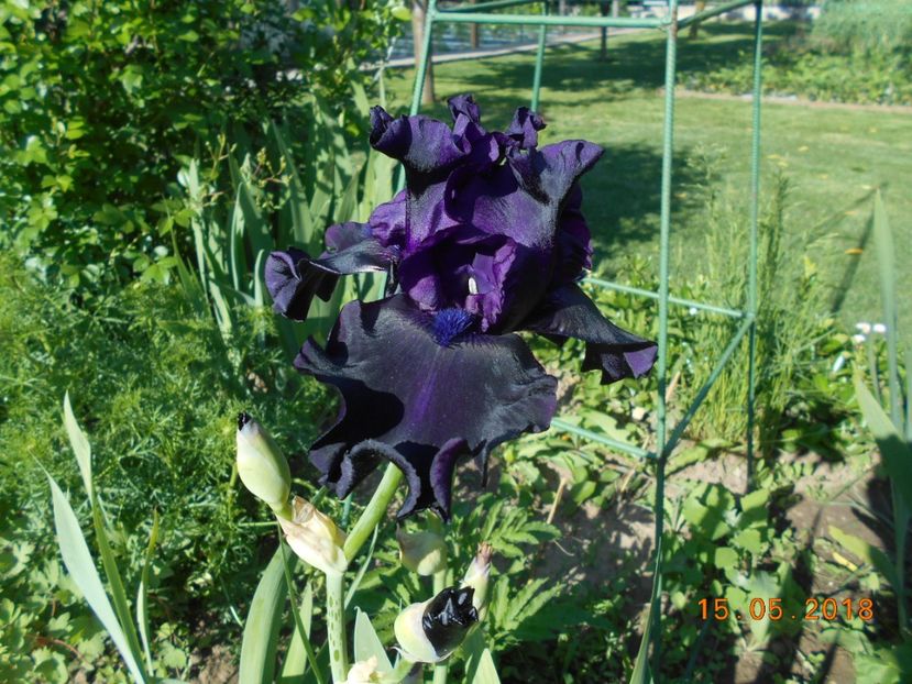 Ghost Train - 3Irisi 2018