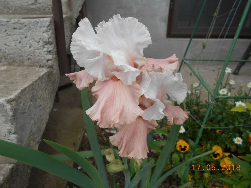 Im Dreaming - 3Irisi 2018