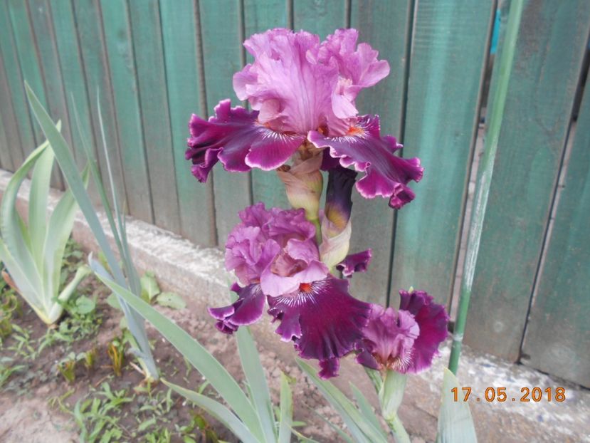 Fashion Diva - 3Irisi 2018