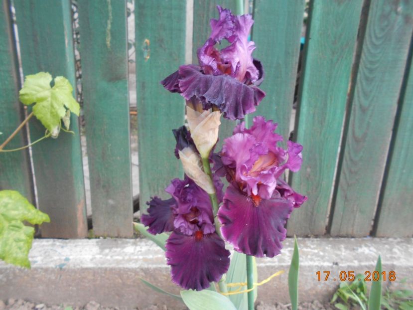 Up in Flames - 3Irisi 2018