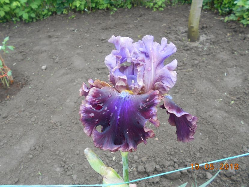 Electric Candy - 3Irisi 2018