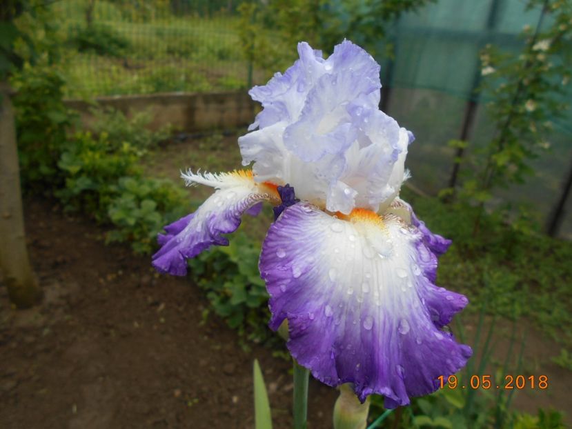 Conjuration - 3Irisi 2018