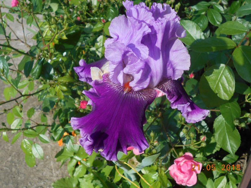 Louisa Song - 3Irisi 2018