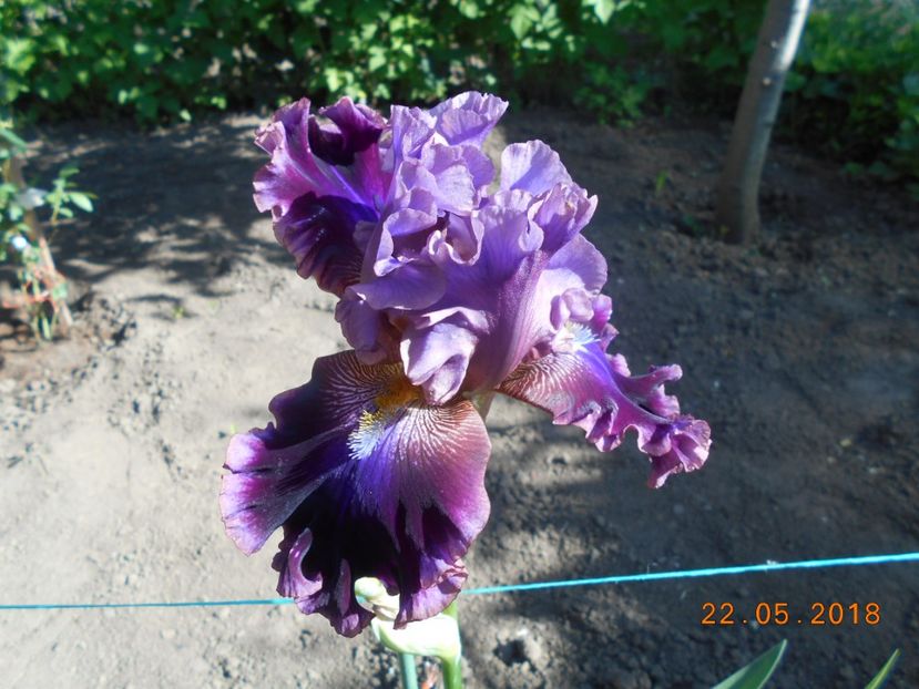 Electric Candy - 3Irisi 2018