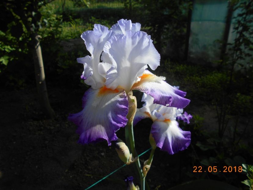 Conjuration - 3Irisi 2018