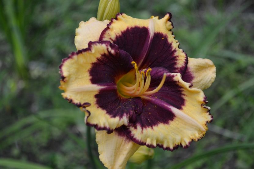 Calico Jack - o altfel de vara