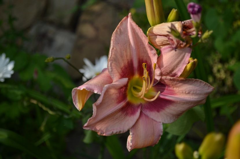 ? - o altfel de vara