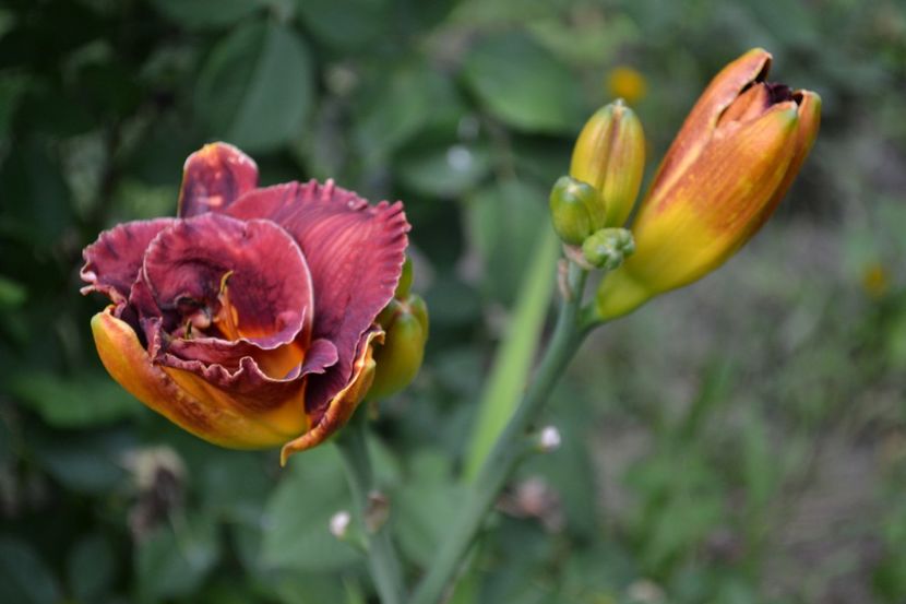 Night Embers - o altfel de vara