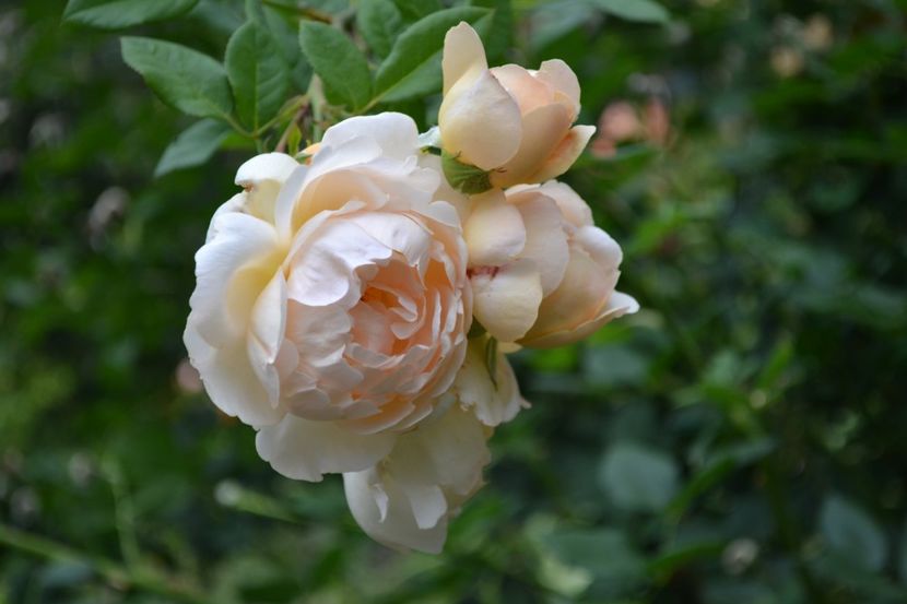 Wollorton - o altfel de vara