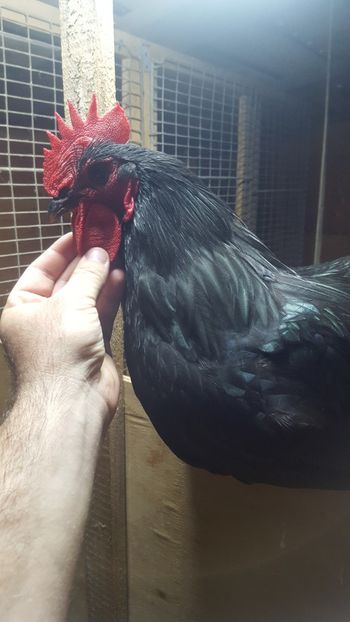  - 2 - Australorp Negru - matca 2018