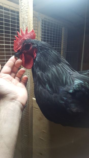  - 2 - Australorp Negru - matca 2018