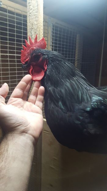  - 2 - Australorp Negru - matca 2018