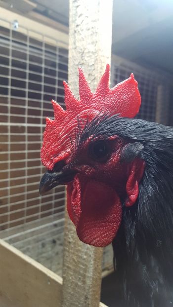  - 2 - Australorp Negru - matca 2018