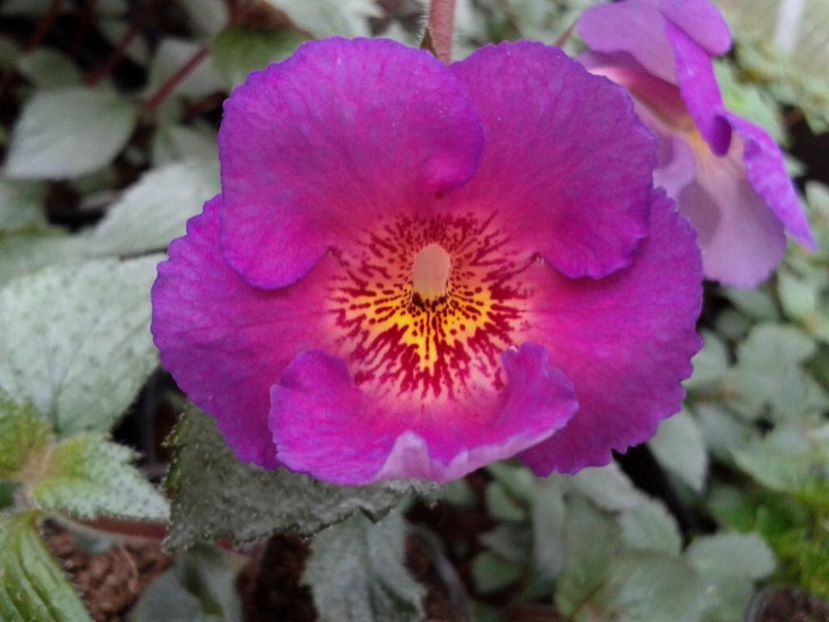 BriD’s Günter - Achi din semințe BriDs 2018